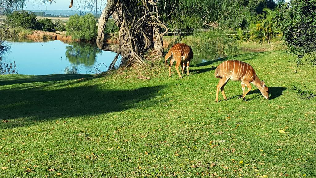 Plettenberg Bay Game Reserve: The Baroness Safari Lodge Exterior photo